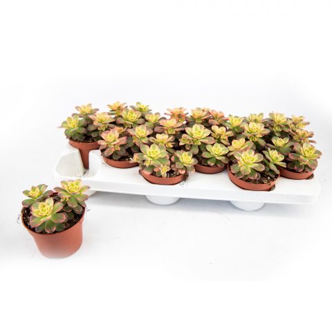 Aeonium Tricolor <br>- 10.5 cm