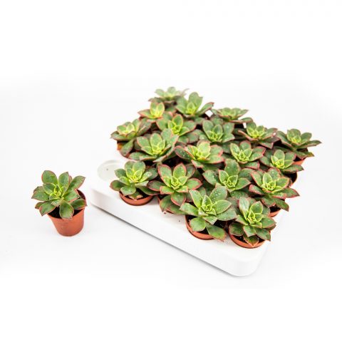 Aeonium Tricolor <br>- 5.5 cm