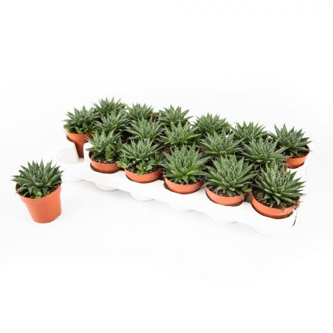 Aloe Aristata <br>- 8.5 cm