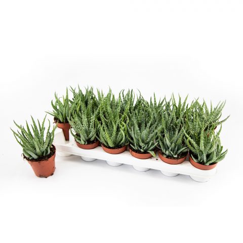 Aloe Humulus <br>- 8.5 cm