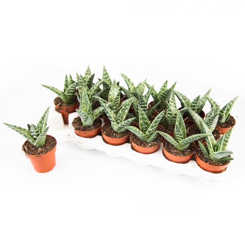 Aloe Variagata <br>- 8.5 cm