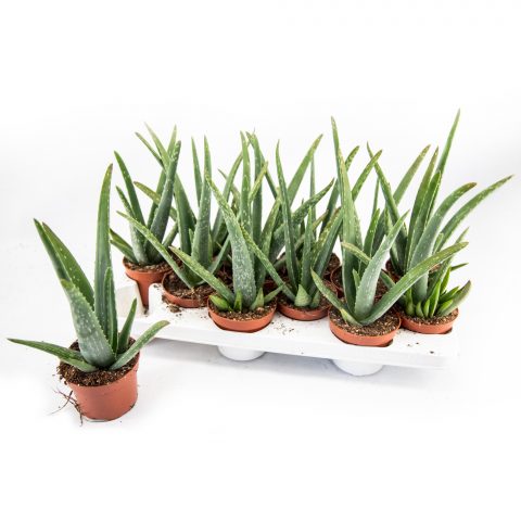 Aloe Vera <br>- 10.5 cm