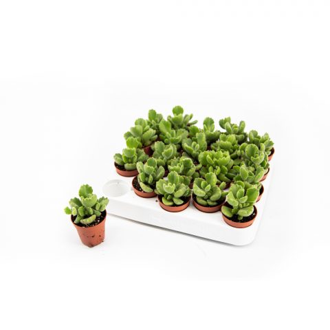 Cotyledon Ladismithiensis <br>- 5.5 cm