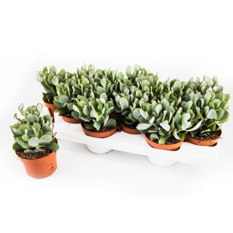 Crassula Arborensis Curly <br>- 10.5 cm