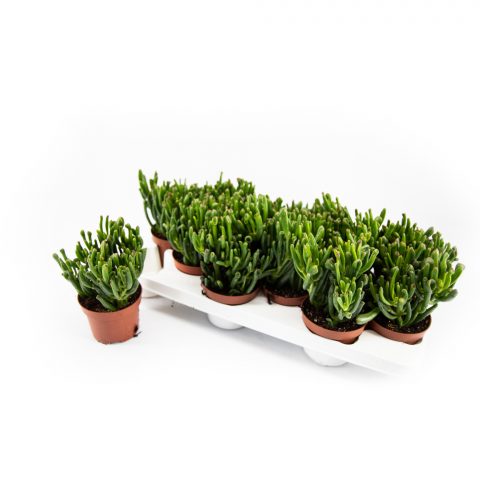 Crassula Horntree <br>- 10.5 cm