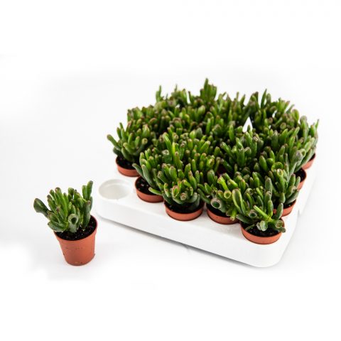 Crassula Horntree <br>- 5.5 cm