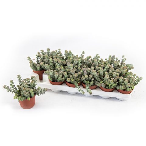 Crassula Hottentot <br>- 8.5 cm