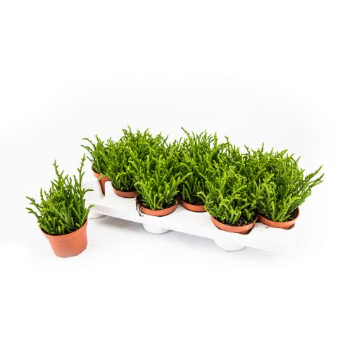 Crassula Lycopodioides <br>- 10.5 cm