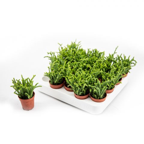 Crassula Lycopodioides <br>- 5.5 cm (Veterplant)