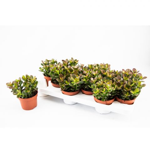 Crassula Minor <br>- 10.5 cm