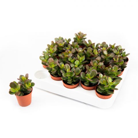 Crassula Minor <br>- 5.5 cm