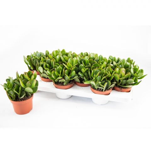 Crassula Ovata <br>- 10.5 cm
