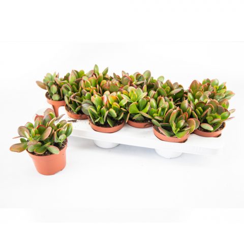 Crassula Ovata Sunset <br>- 10.5 cm