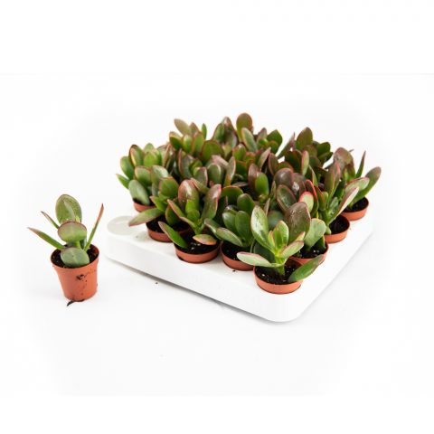 Crassula Ovata Sunset <br>- 5.5 cm