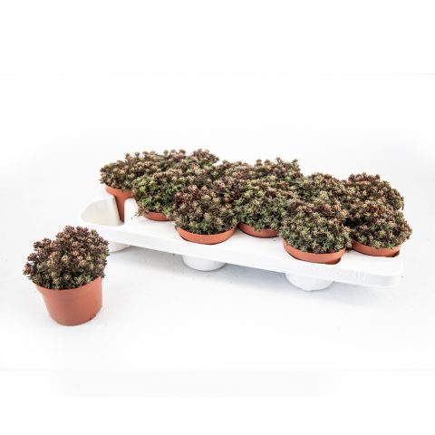 Crassula Schmidtti <br>- 10.5 cm