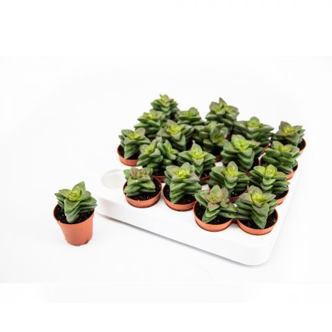 Crassula Springtime <br>- 5.5 cm