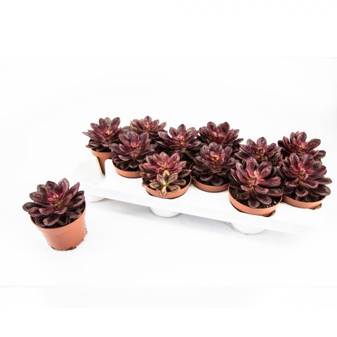 Echeveria Benesucasa <br>- 10.5 cm