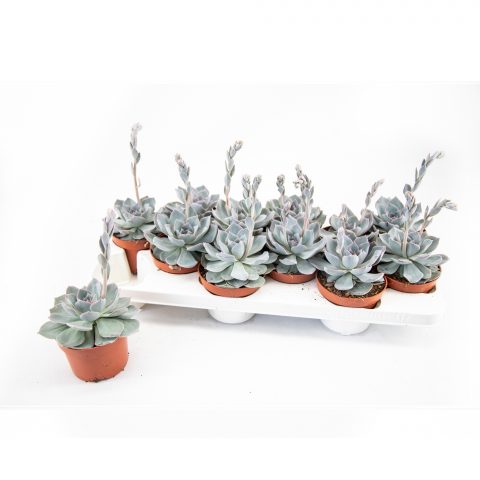 Echeveria Blue Bells <br>- 10.5 cm