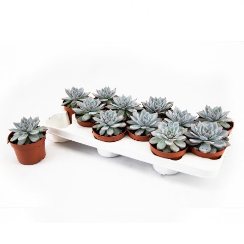 Echeveria Blue Bird <br>- 10.5 cm