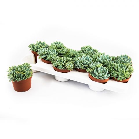 Echeveria Elegance <br>- 10.5 cm