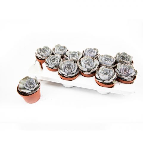 Echeveria Lilacina <br>- 10.5 cm