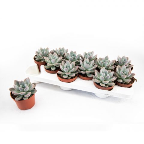 Echeveria Opalina <br>- 10.5 cm