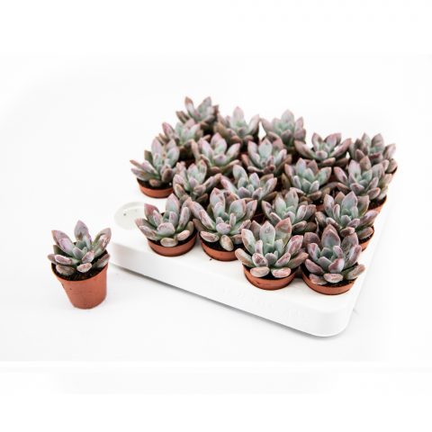 Echeveria Opalina <br>- 5.5 cm