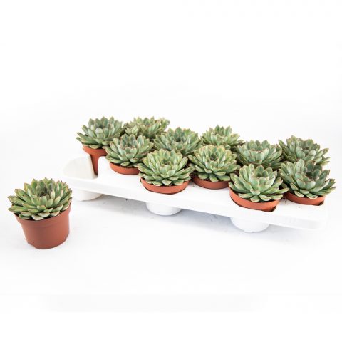 Echeveria Pelisuda <br>- 10.5 cm
