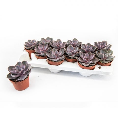 Echeveria Perle von Nurnberg <br>- 10.5 cm