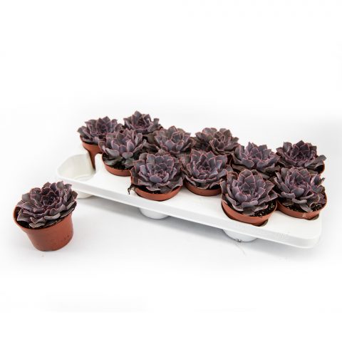 Echeveria Pink Frills <br>- 10.5 cm