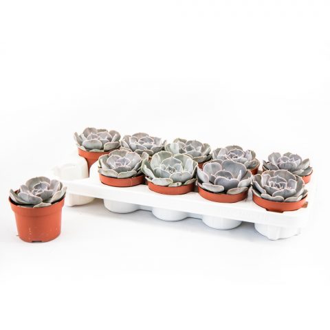 Echeveria Pollux <br>- 10.5 cm