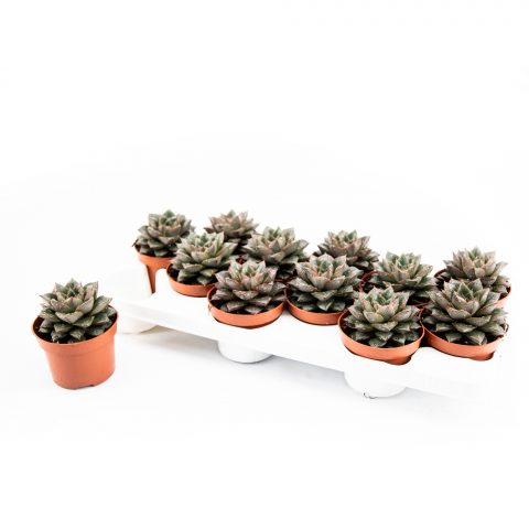 Echeveria Purpureum <br>- 10.5 cm