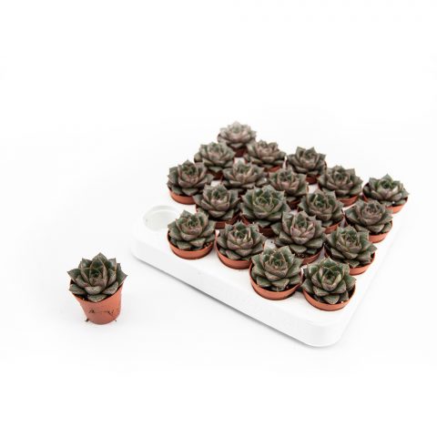 Echeveria Purpureum <br>- 5.5 cm