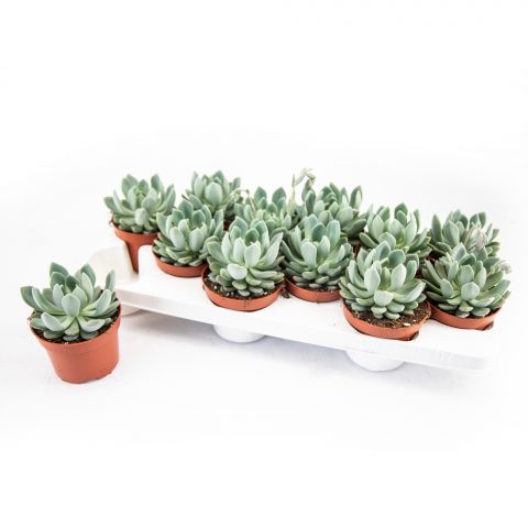 Echeveria Scheideckeri <br>- 10,5 cm