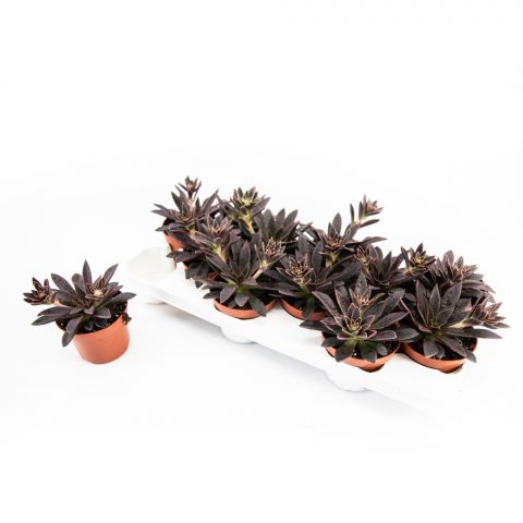 Echeveria Serrana <br>- 10.5 cm