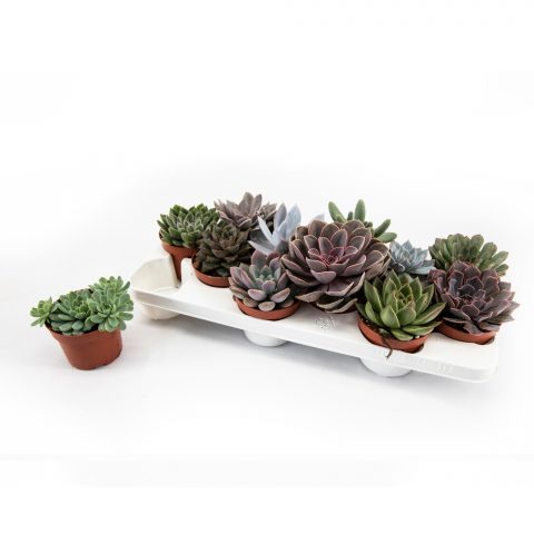 Echeveria gemengd <br>- 10.5 cm