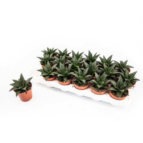 Gasteria Flow <br>- 8.5 cm