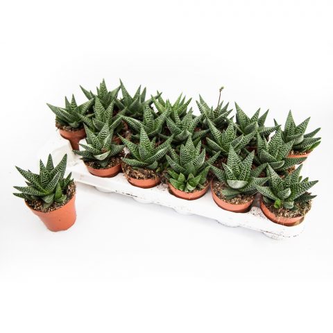 Gasteria Okavango <br>- 8.5 cm