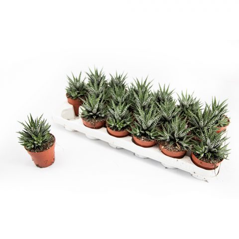 Haworthia Big Band <br>- 8.5 cm