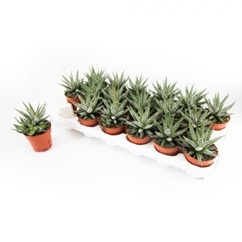 Haworthia Cape Town <br>- 8.5 cm