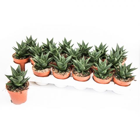 Haworthia Limifolia <br>- 8.5 cm