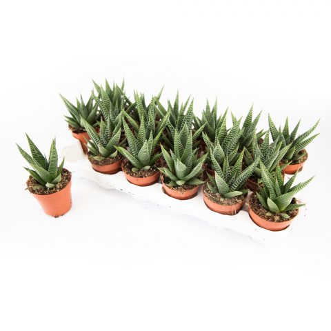 Haworthia Limifolia zebra <br>- 8.5 cm