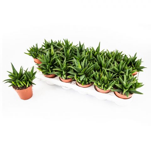 Haworthia Pentagona <br>- 8.5 cm