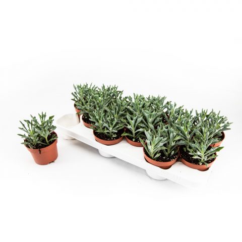 Kalanchoe Spider Blue <br>- 10.5 cm