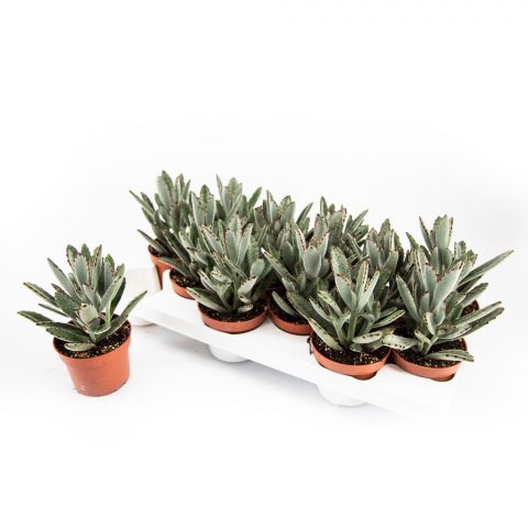 Kalanchoe Tomentosa <br>- 10.5 cm