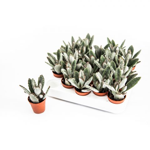 Kalanchoe Tomentosa <br>- 5.5 cm
