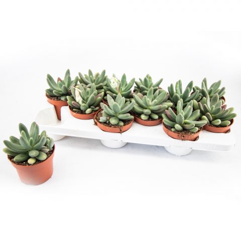 Pachyphytum Fittkau <br>- 10.5 cm