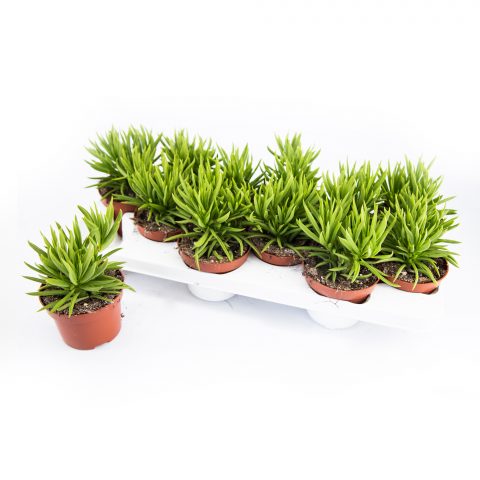 Peperomia Ferreyrae <br>- 10.5 cm