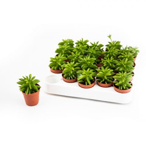 Peperomia Ferreyrae <br>- 5.5 cm