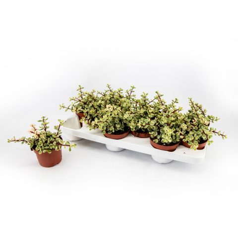 Portulacaria Afra Variagata <br>- 10.5 cm